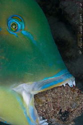 Shellfish for dinner tonight!  Black-spot tuskfish trying... by Ross Gudgeon 